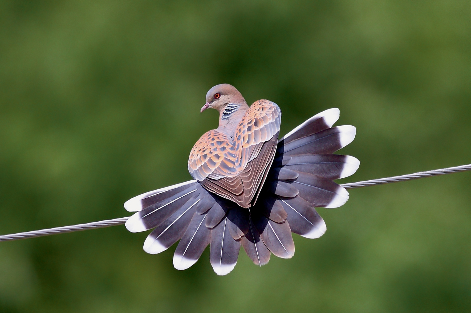 LA COMPLEXITÉ DE LA LANGUE FRANÇAISE